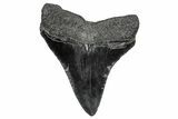 Serrated, Fossil Megalodon Tooth - South Carolina #341491-1